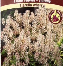 Tiarella - Foam Flower - Wherryi 1 Gal
