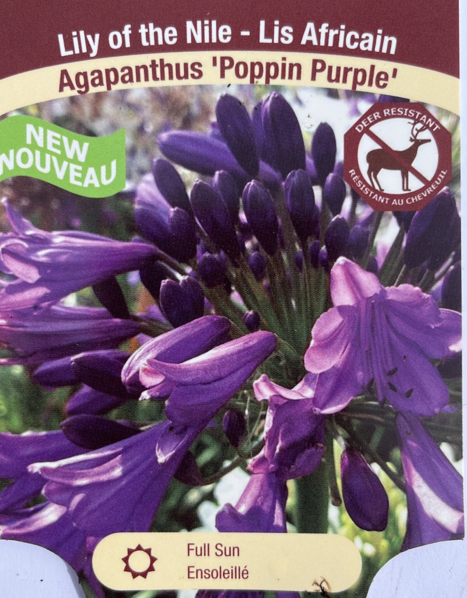 Agapanthus Poppin' Purple 1 gal