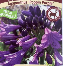 Agapanthus Poppin' Purple 1 gal