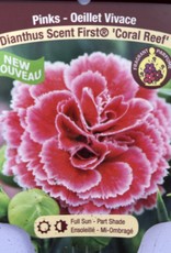 Dianthus - Scent First Coral Reef 1 gal