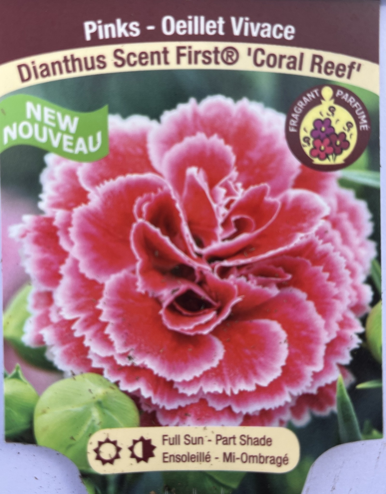 Dianthus - Scent First Coral Reef 1 gal