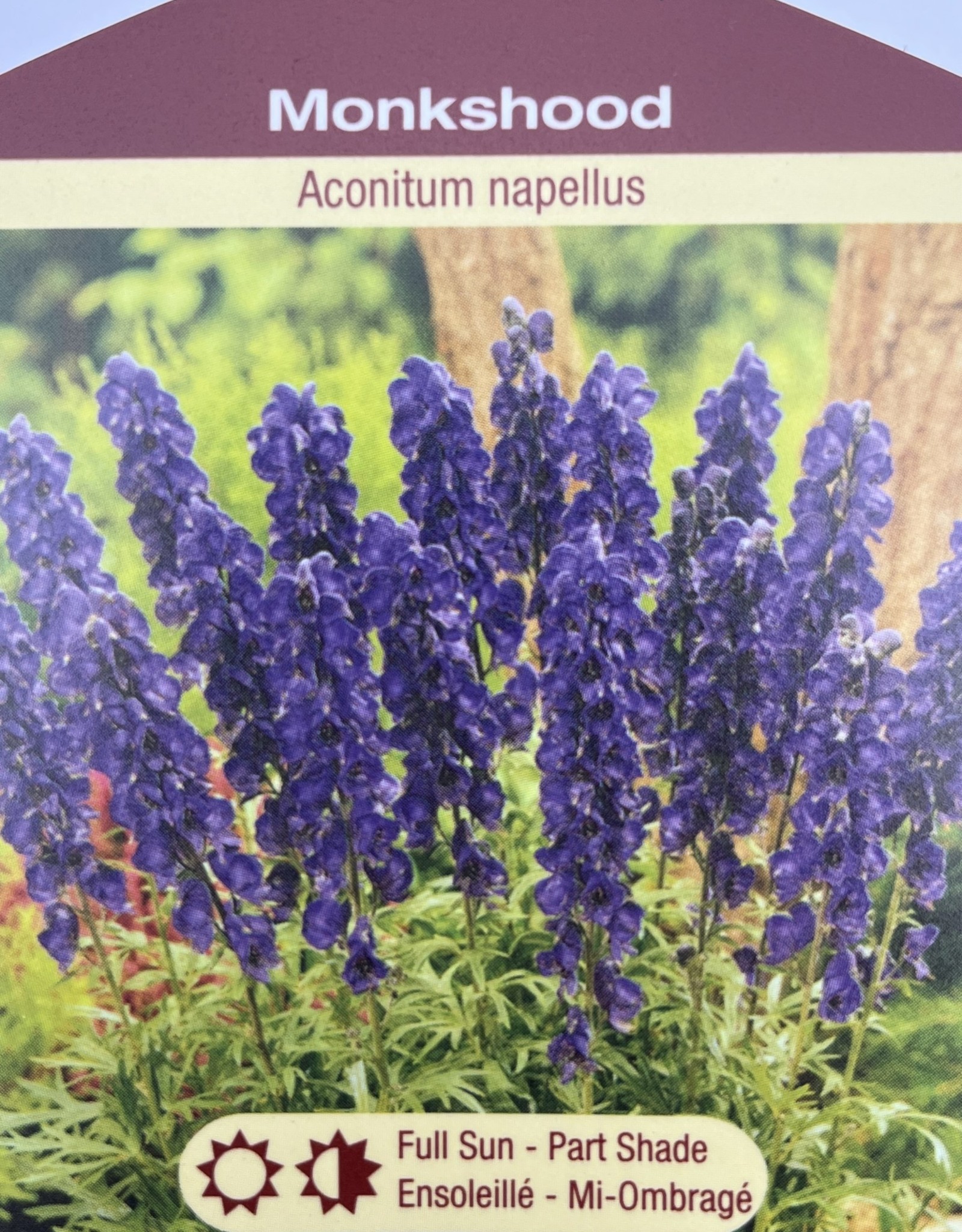 Aconitum Napellus - Monkshood 1 gal