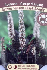Actaea - Bugbane - Hillside Black Beauty 1gal