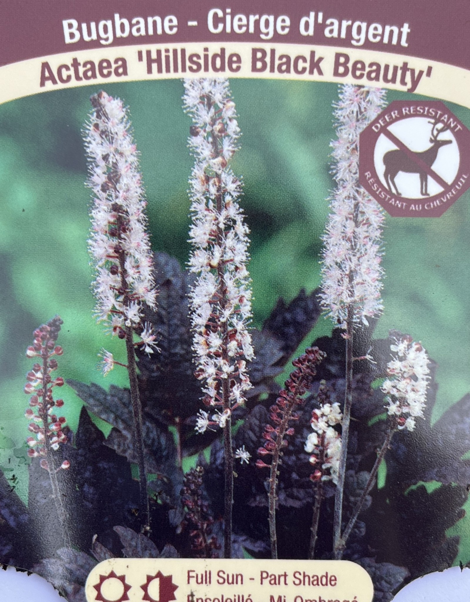 Actaea - Bugbane - Hillside Black Beauty 1 gal