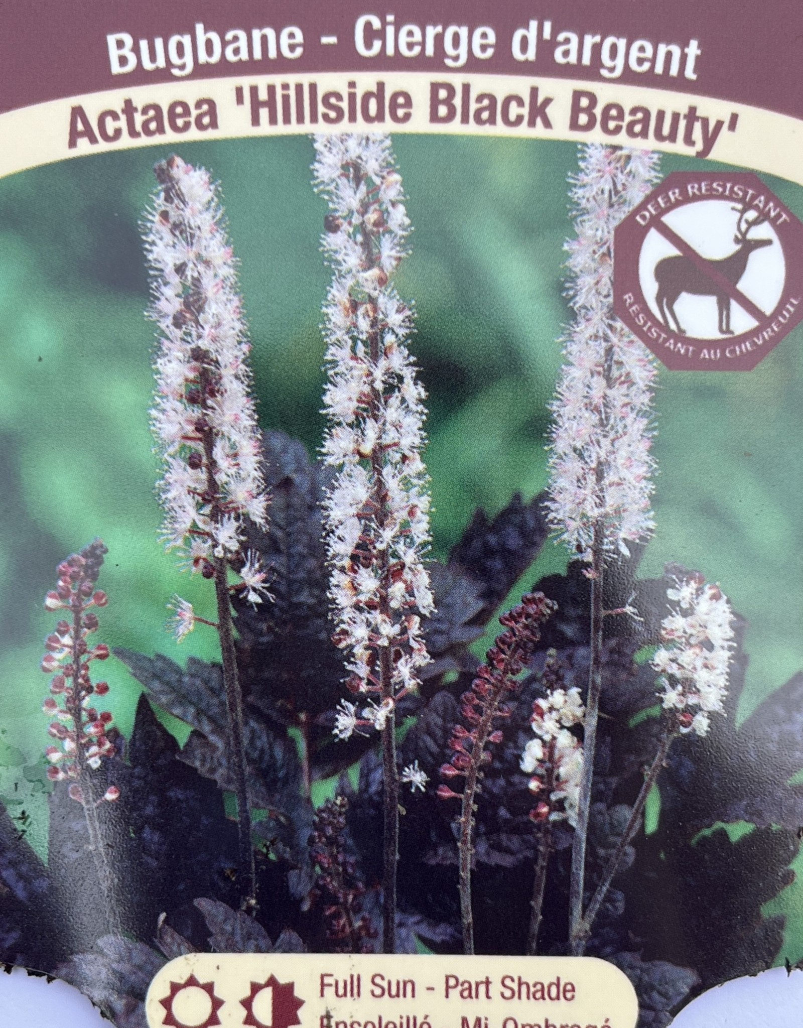 Actaea - Bugbane - Hillside Black Beauty 1gal