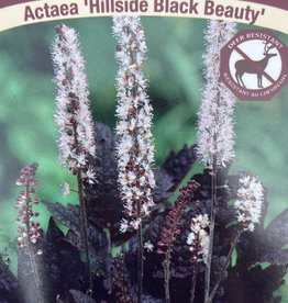 Actaea - Bugbane - Hillside Black Beauty 1 gal