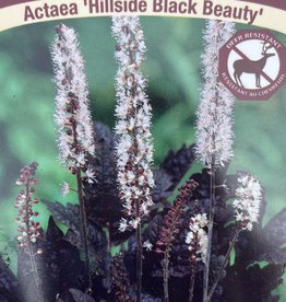 Actaea - Bugbane - Hillside Black Beauty 1gal