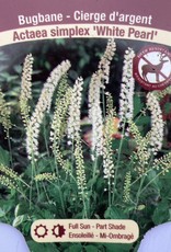 Actaea - Bugbane - White Pearl 1gal