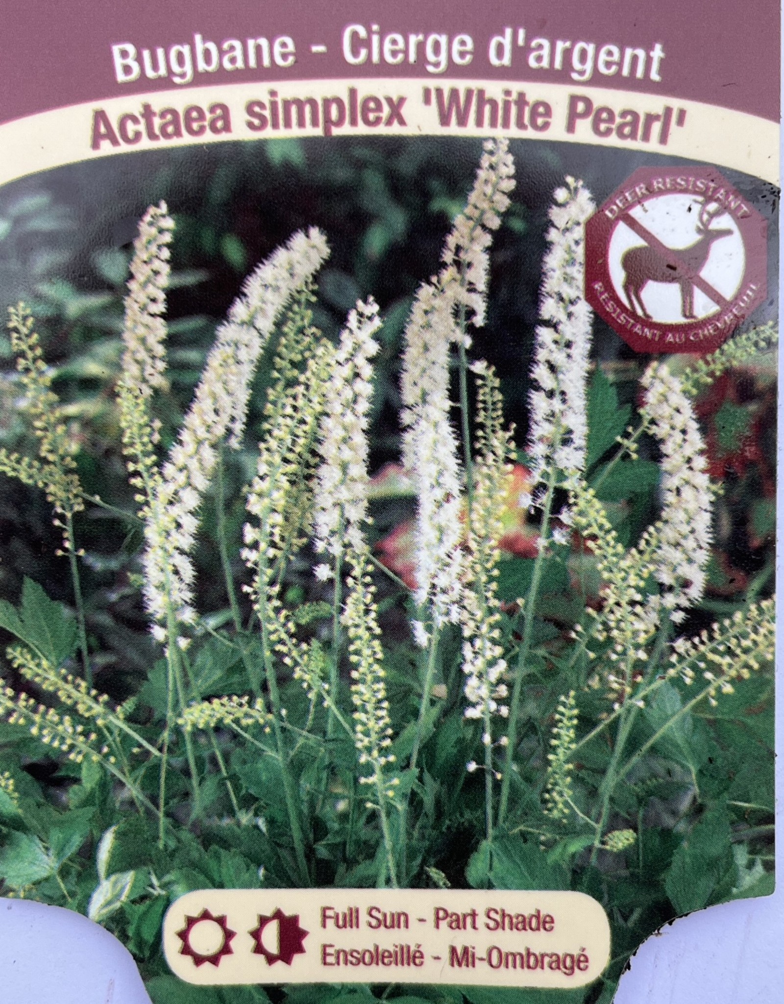 Actaea - Bugbane - White Pearl 1gal