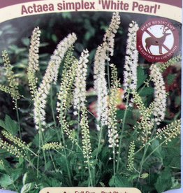 Actaea - Bugbane - White Pearl 1gal