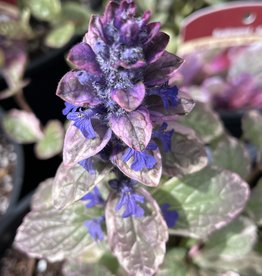 Bugleweed - Ajuga - Burgundy Glow 1 gal