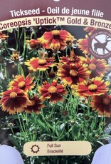 Coreopsis Uptick Gold and Bronze 1 gal