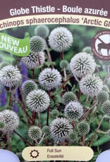 Globe Thistle - Echinops - Arctic Glow 1gal