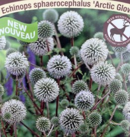 Globe Thistle - Echinops - Arctic Glow 1gal