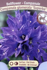 Bellflower - Campanula - Superba 1gal