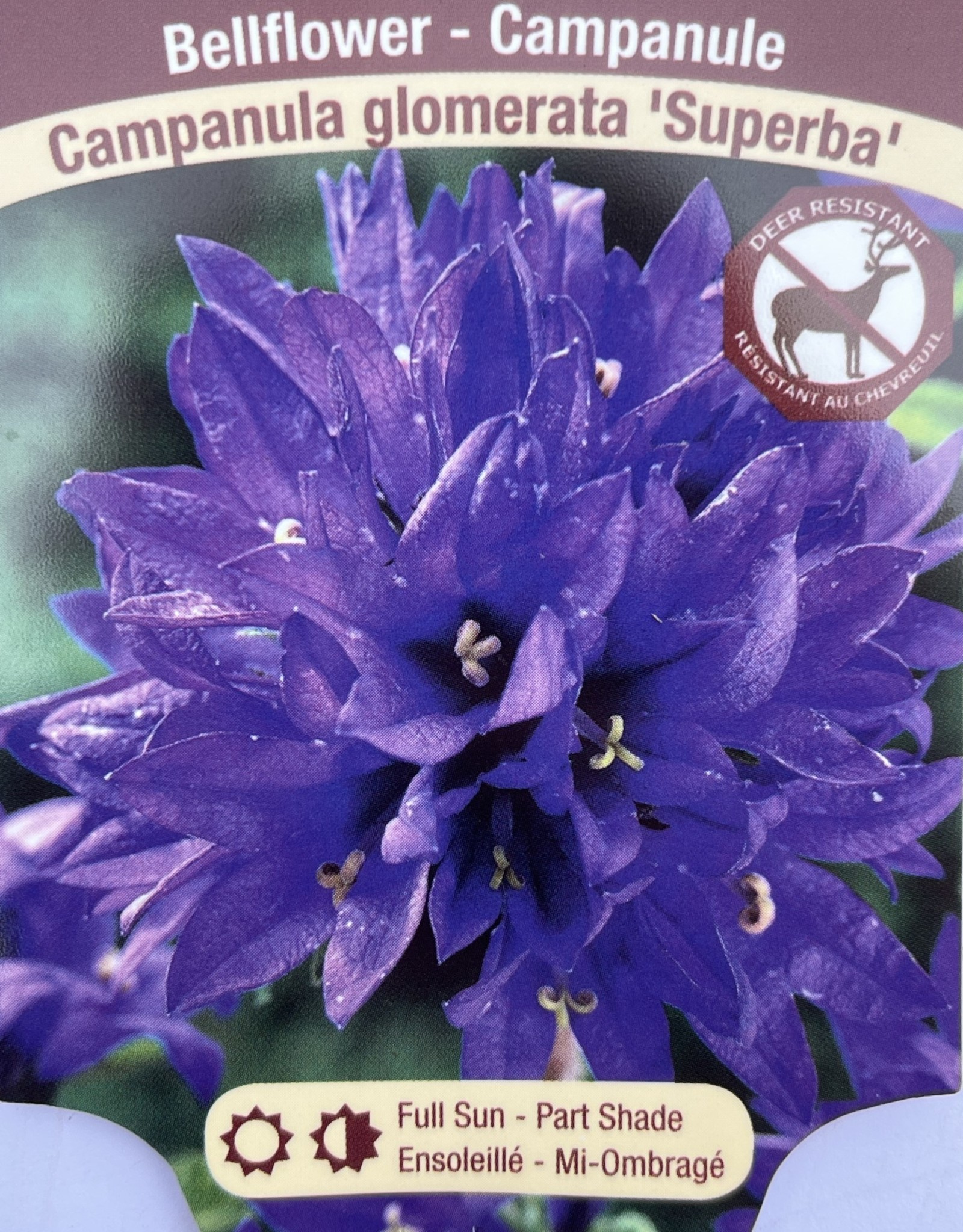 Bellflower - Campanula - Superba 1gal