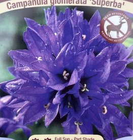 Bellflower - Campanula - Superba 1gal