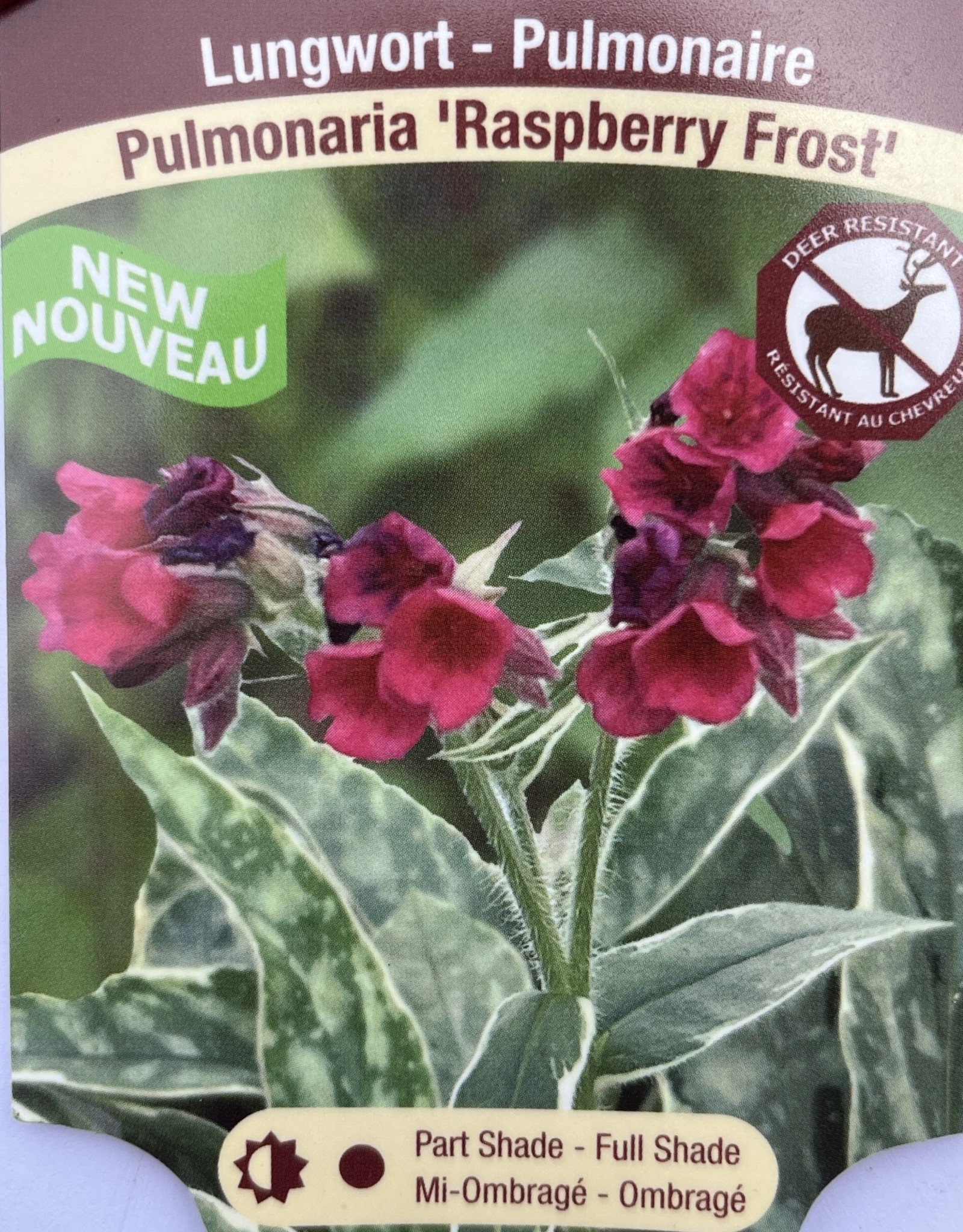 Pulmonaria - Lungwort - Raspberry Frost 1 Gal