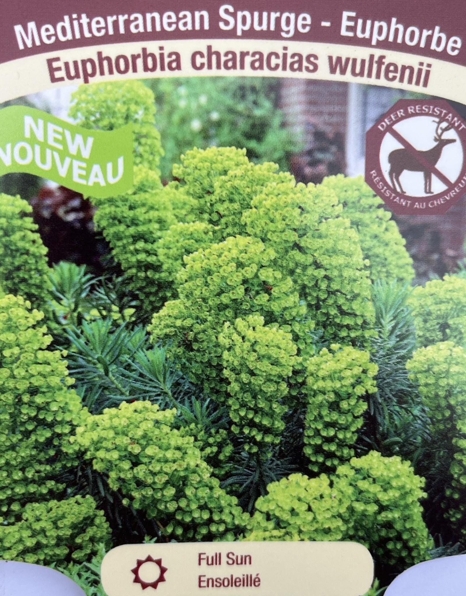 Euphorbia - Mediterranean Spurge - Wulfenii 1 gal