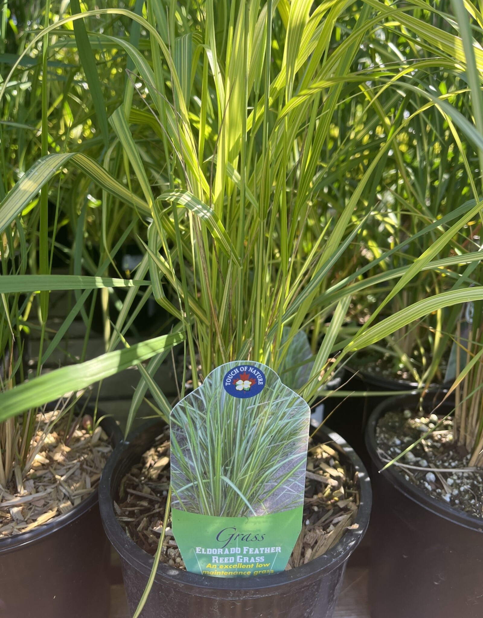 Feather Reed Grass Eldorado - Calamagrostis 1 gal