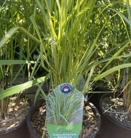 Feather Reed Grass Eldorado - Calamagrostis 1 gal