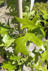 Quercus - Oak Green Pillar 5 gal