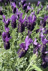 Lavender Anouk 1 Gal