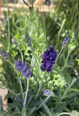 Lavender - English - Hidcote 4 inch