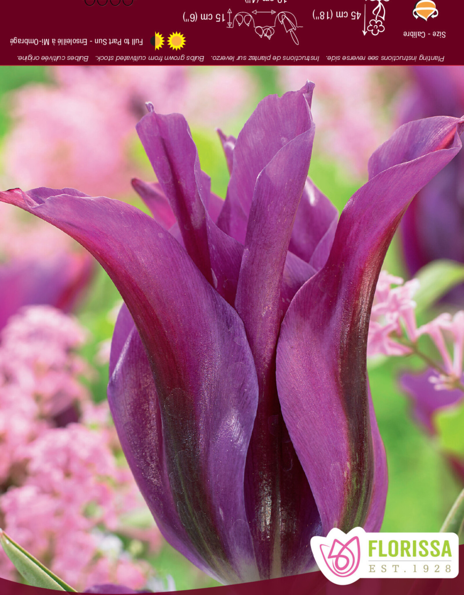 Tulip Flamed - Per Bulb - Purple Doll