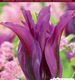 Tulip Flamed - Per Bulb - Purple Doll