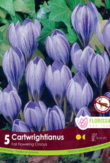 Crocus - Fall Flowering - Cartwrightianus - Per Bulb