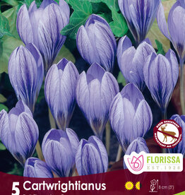 Crocus - Fall Flowering - Cartwrightianus - Per Bulb
