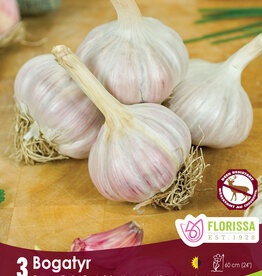 Van Noort Garlic - Hardneck - Bogatyr (Per Bulb)