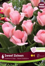 Tulip Sweet Sixteen Pkg 6