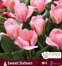 Tulip Sweet Sixteen Pkg 6
