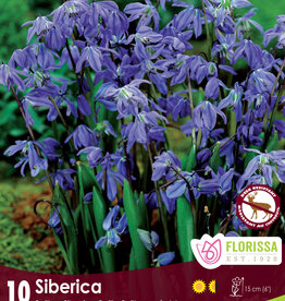 Scilla - Bluebells - Siberica - Per Bulb