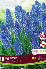 Muscari Grape Hyacinth - Per Bulb - Big Smile