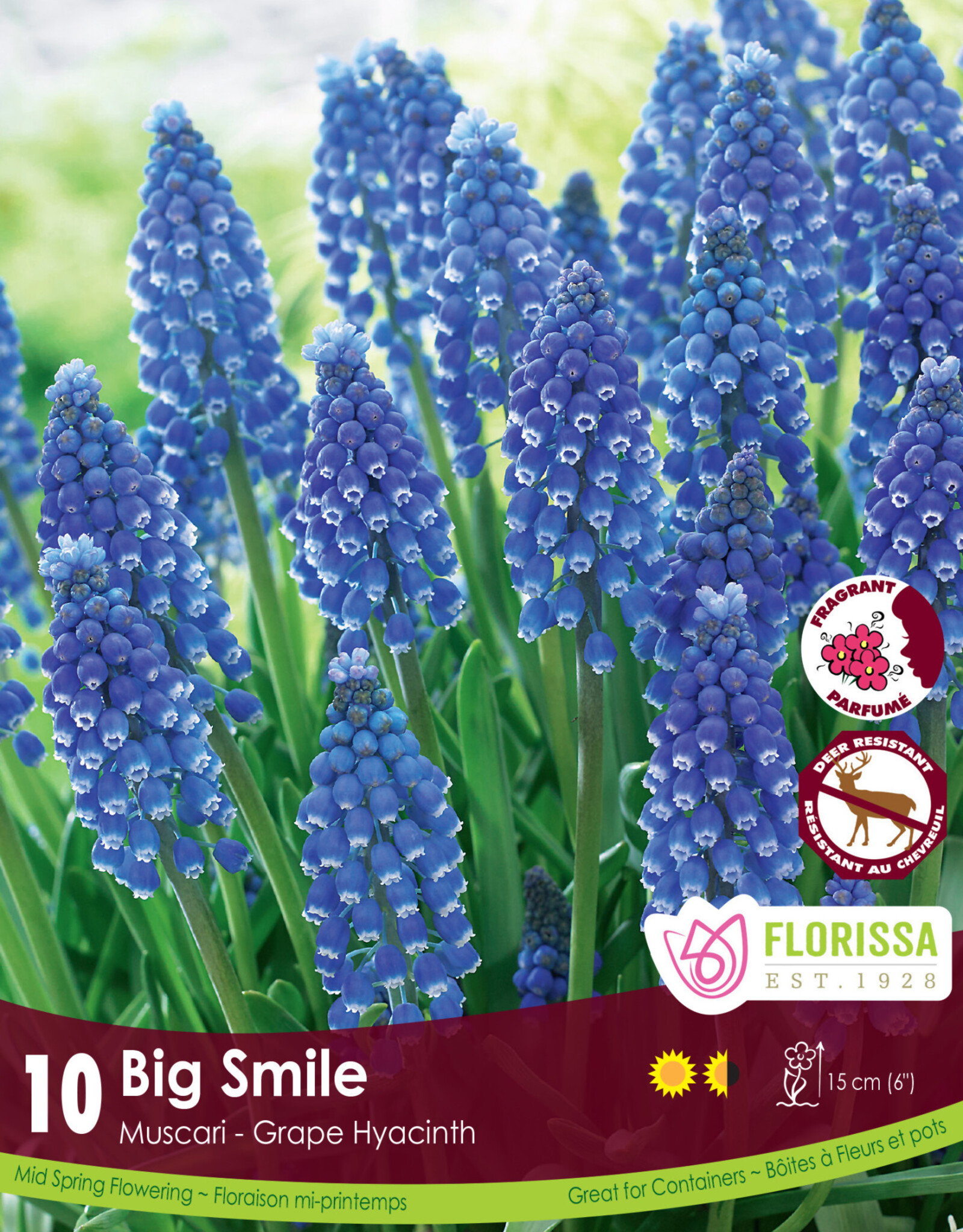 Muscari Grape Hyacinth - Per Bulb - Big Smile