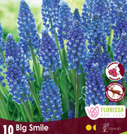 Muscari Grape Hyacinth - Per Bulb - Big Smile