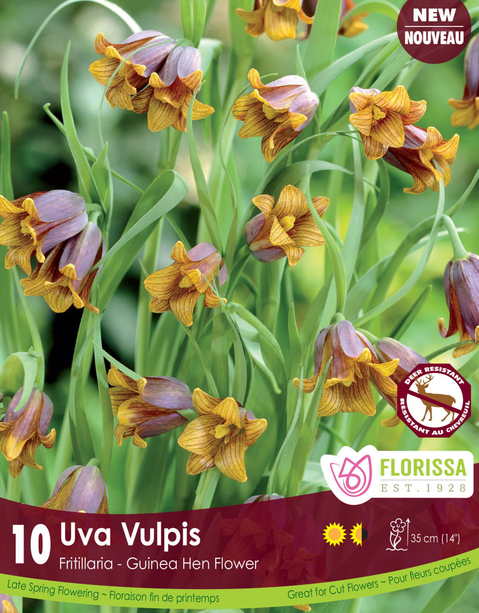 Fritillaria Uva Vulpis - Per Bulb