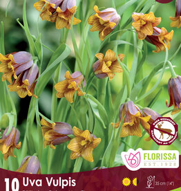 Fritillaria Uva Vulpis - Per Bulb
