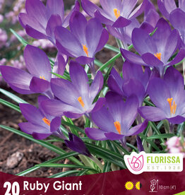 Crocus -  Ruby Giant - Per Bulb