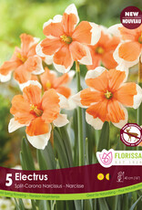 Narcissus (Daffodil) - Per Bulb - Electrus