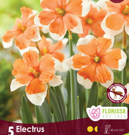 Narcissus (Daffodil) - Per Bulb - Electrus