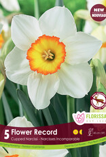 Narcissus (Daffodil) - Per Bulb - Flower Record