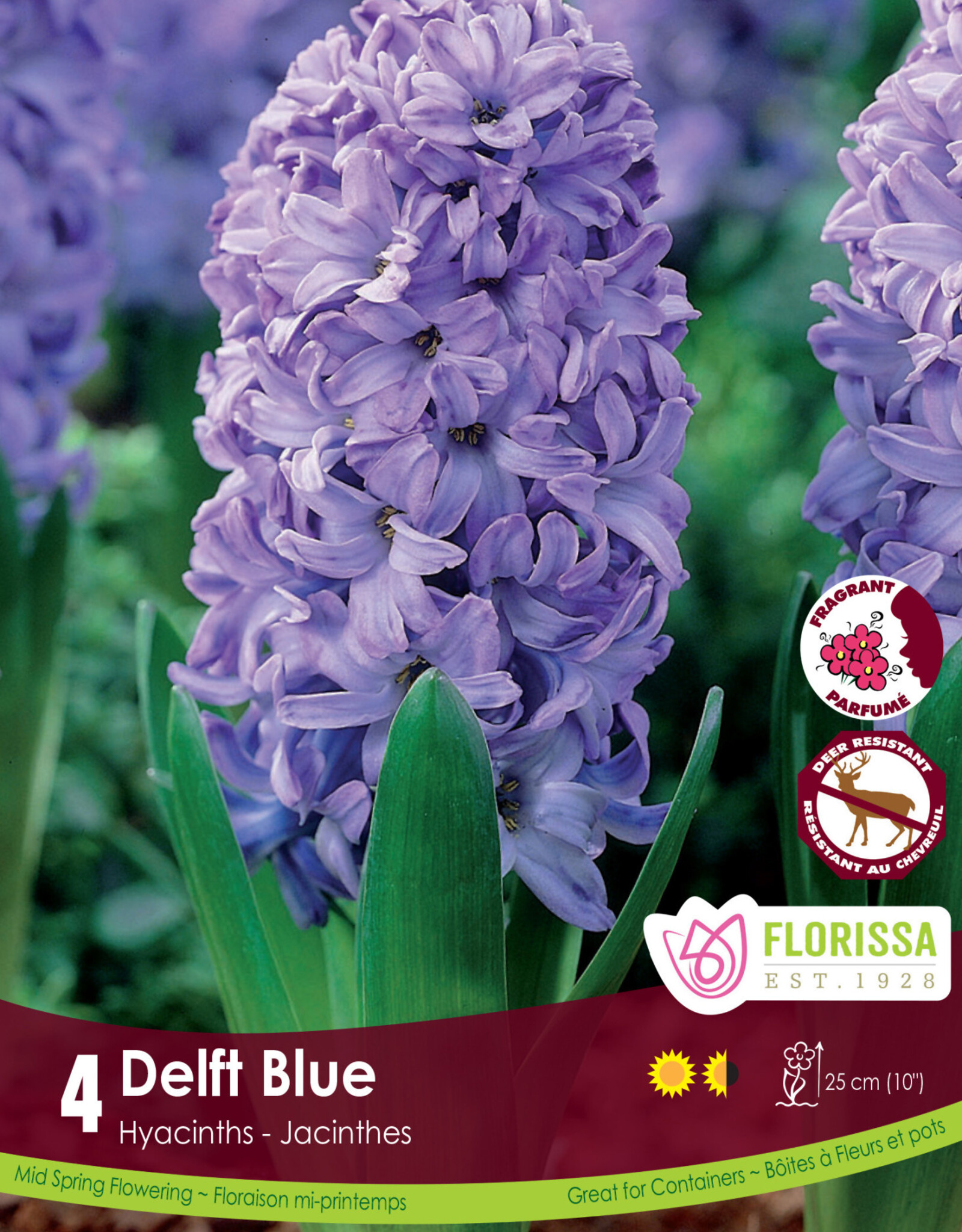 Hyacinth - Per Bulb -  Delft Blue