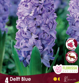 Hyacinth - Per Bulb -  Delft Blue