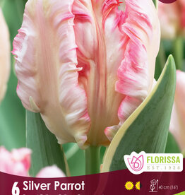 Tulip - Per Bulb - Silver Parrot