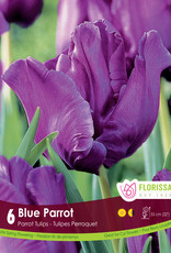 Tulip - Per Bulb - Blue Parrot