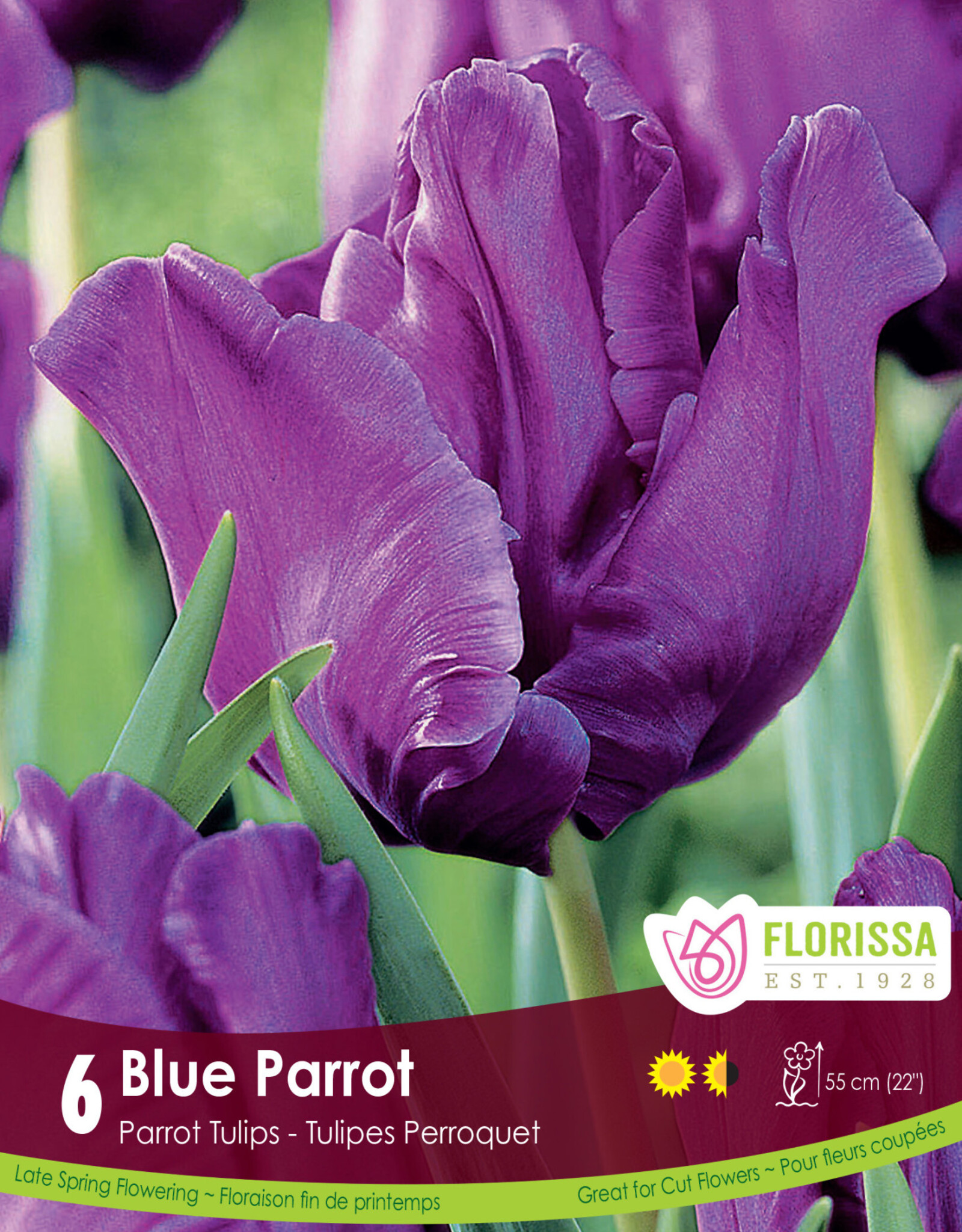 Tulip - Per Bulb - Blue Parrot